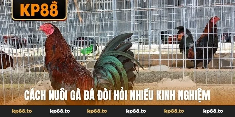 Cách nuôi gà đá đòi hỏi nhiều kinh nghiệm chuyên môn