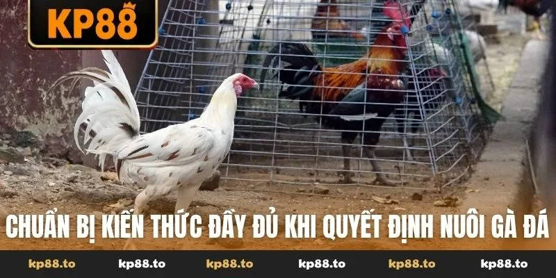 Chuẩn bị kiến thức đầy đủ khi quyết định nuôi gà đá