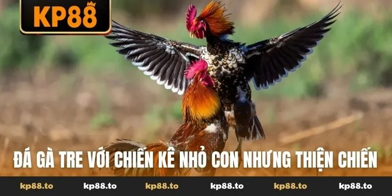 Đá gà tre với những chiến kê nhỏ con nhưng thiện chiến