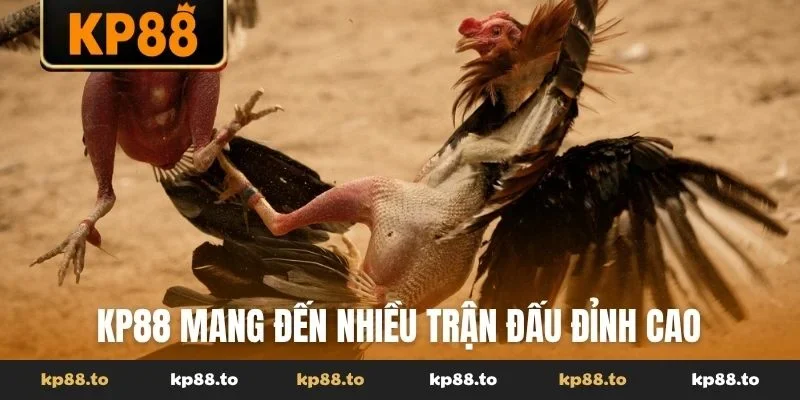 KP88 mang đến nhiều trận đấu đỉnh cao cho cược thủ