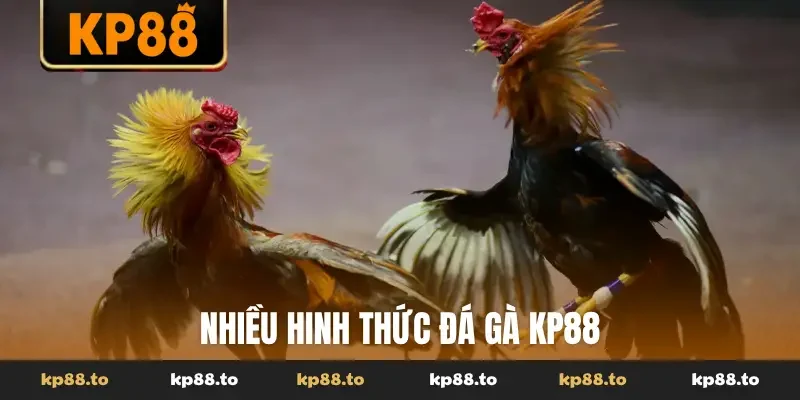 Nhiều hình thức đá gà KP88